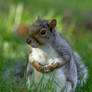 Squirrel (1)