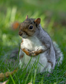 Squirrel (1)