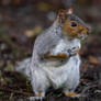 Squirrel (3)