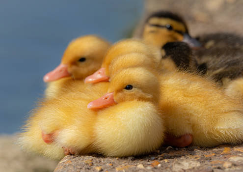 Day Old Duckling (3)!