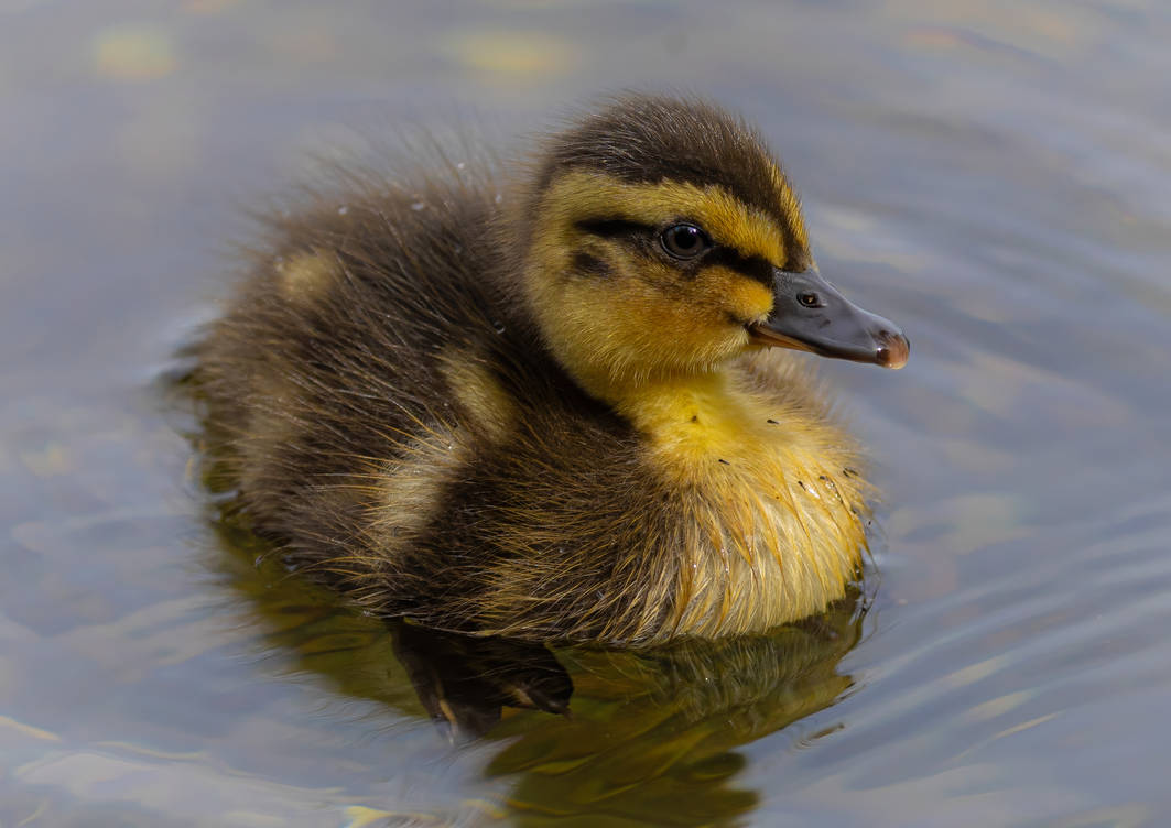 Day Old Duckling (7)!