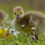 Gosling vs Dasies!(3)