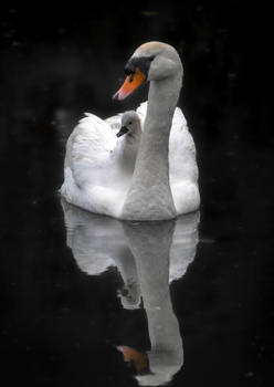 Taxi!