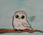 Little owl 