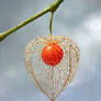 Physalis