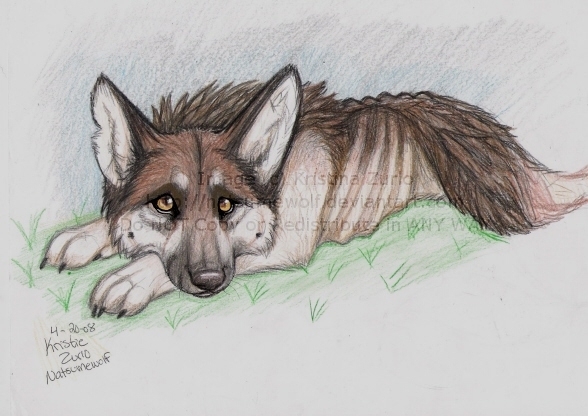 STOP ANIMAL ABUSE by NatsumeWolf on DeviantArt STOP ANIMAL ABUSE by NatsumeWolf on DeviantArt