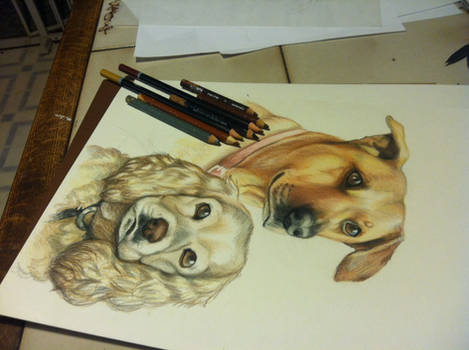 WIP Pet portrait commission