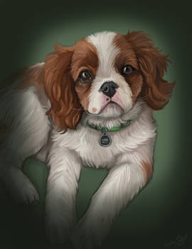 Hazel : Pet Portrait