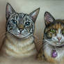 Meow-Meow Pet Portrait