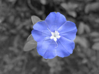 Blue Flower