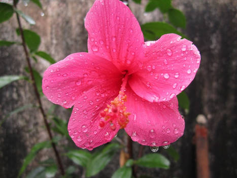 Hibiscus