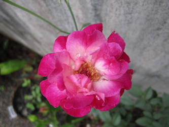 Rose Flower