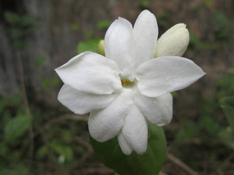 Jasmine