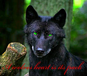 Wolves.  The sentence that makes us, us.