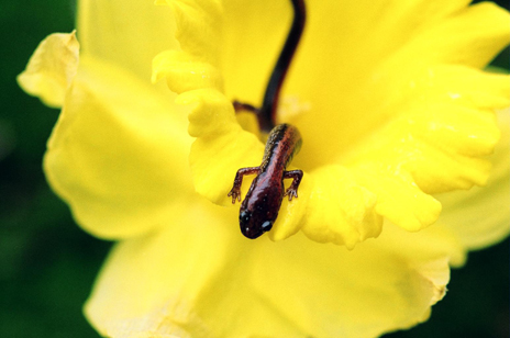 Redback salamander on a flower