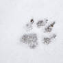 Frozen Pawprint