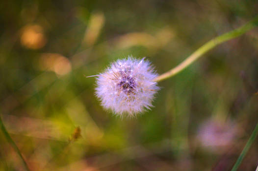 Dandelion