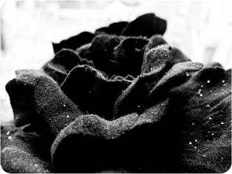 black roses