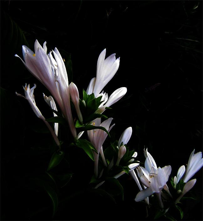 White Beauties