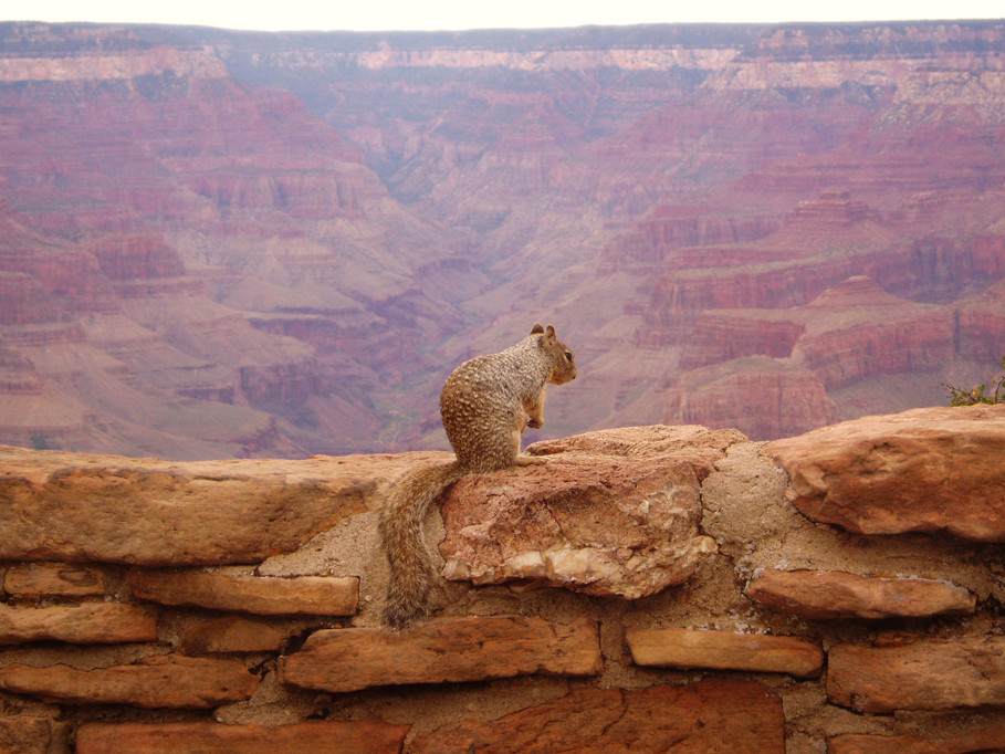 The Grand Canyon