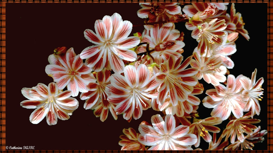 LEWISIA