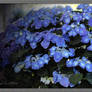 HORTENSIA 6