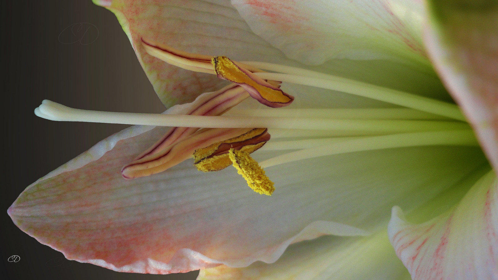 AMARYLLIS