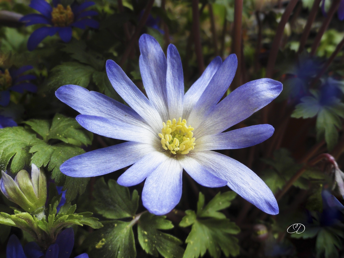 ANEMONE BLANDA 1 (PRINTEMPS 2013 1)