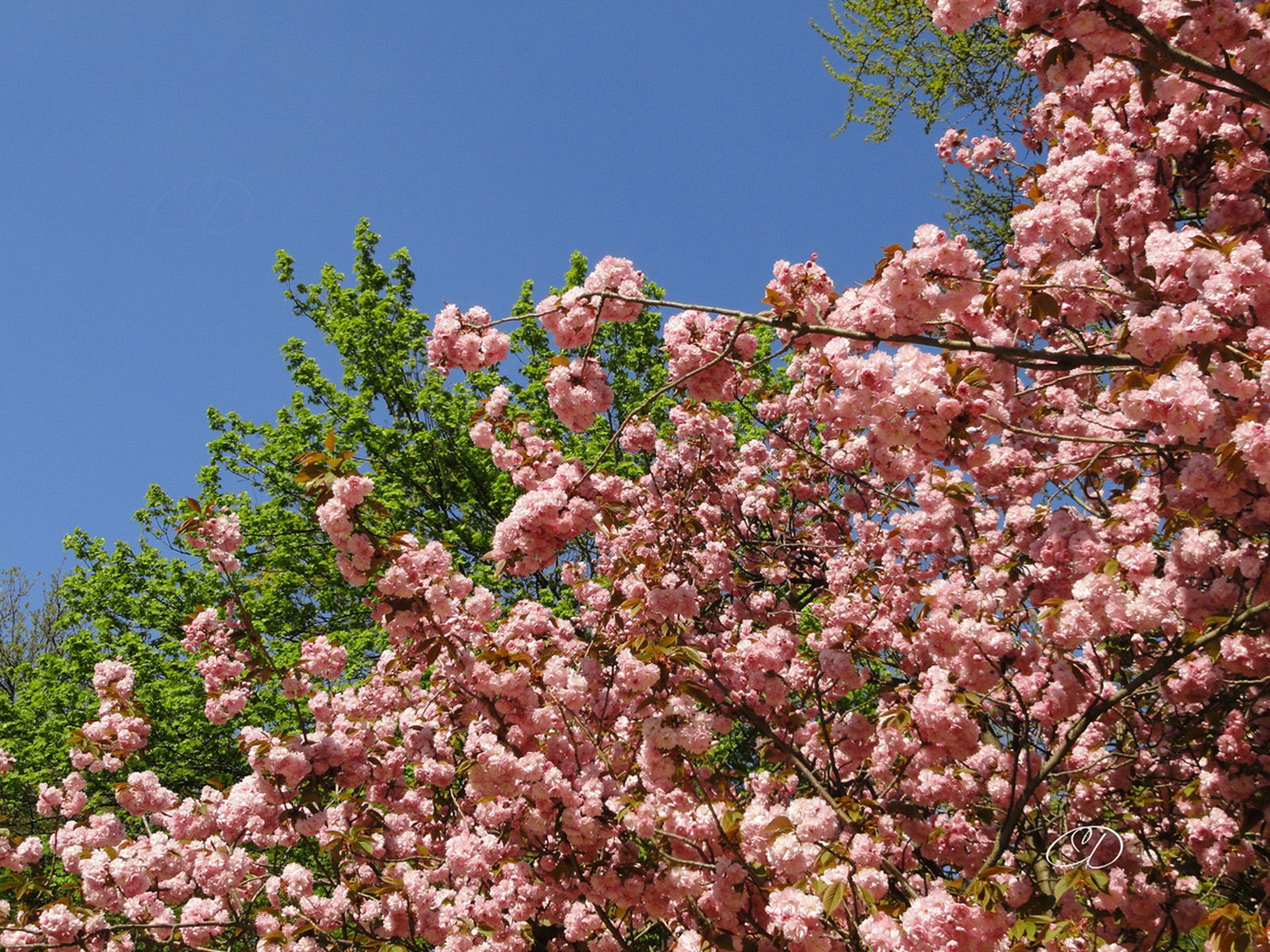 CERISIER A FLEURS (PRINTEMPS 2013 3)