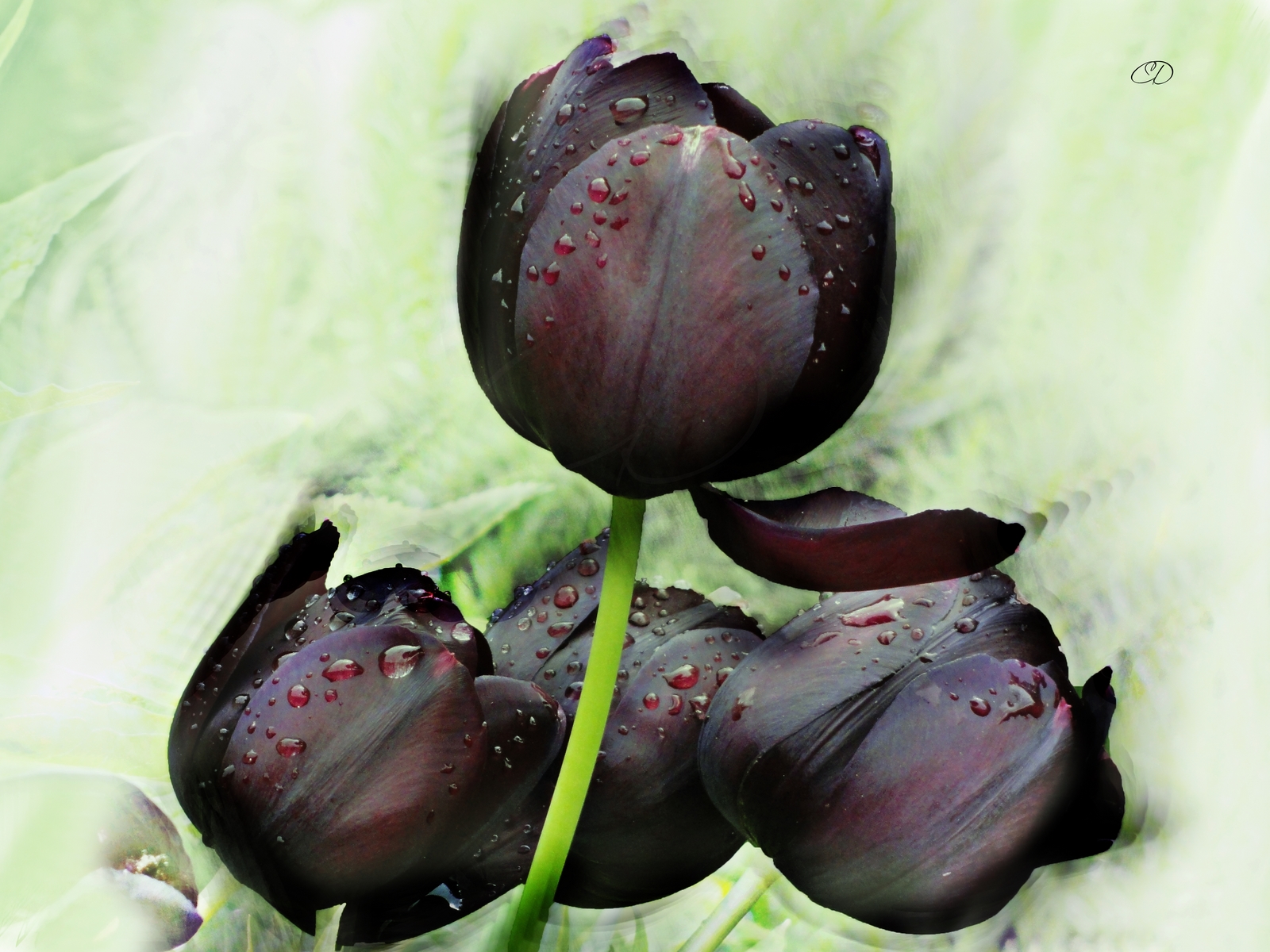 TULIPES  NOIRES  (PRINTEMPS 2013 13)