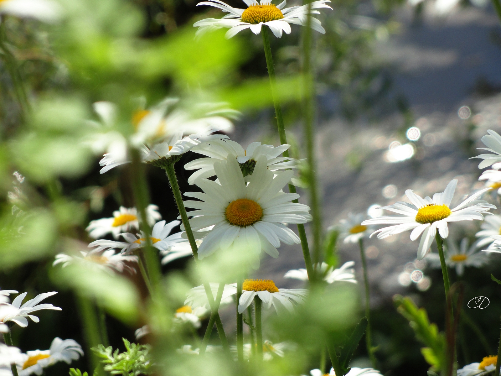 FLEURS CHAMPETRES 2 (PRINTEMPS 2013 26)