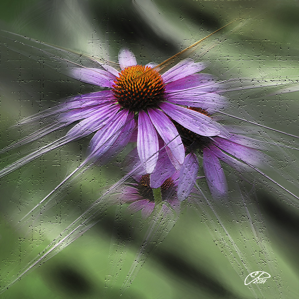 ECHINACEA 1.