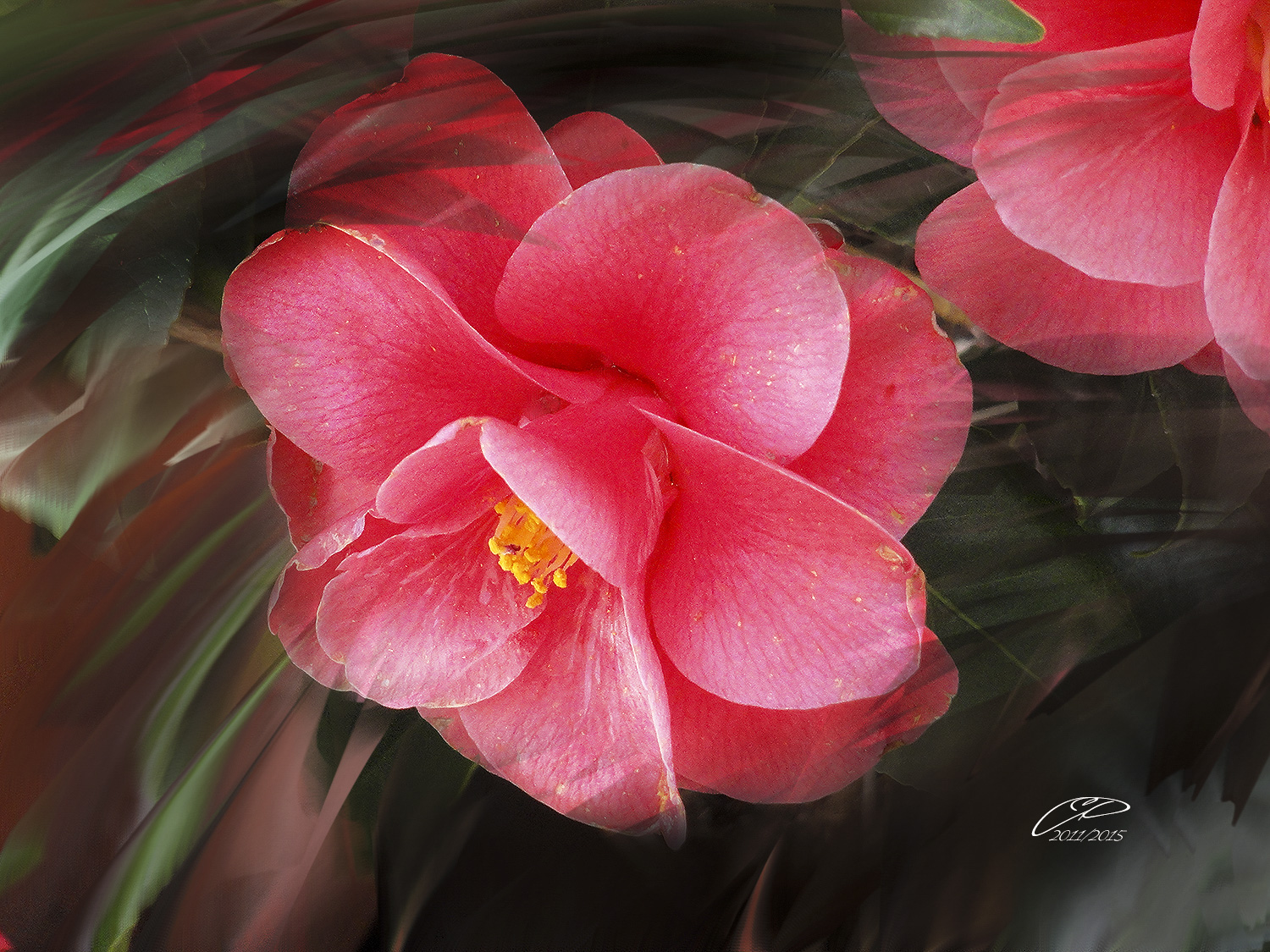 CAMELIA.