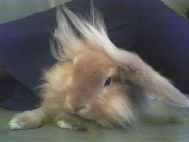 Cloud Strife in Rabbit Form