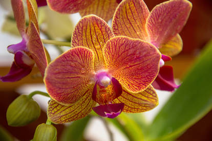 Fire Orchid
