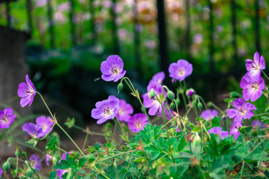 Morning Blossoms