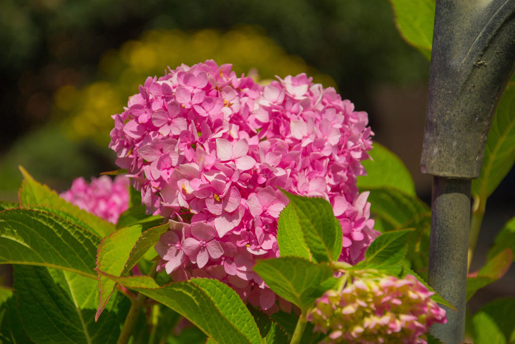 Pink Hydrangeas