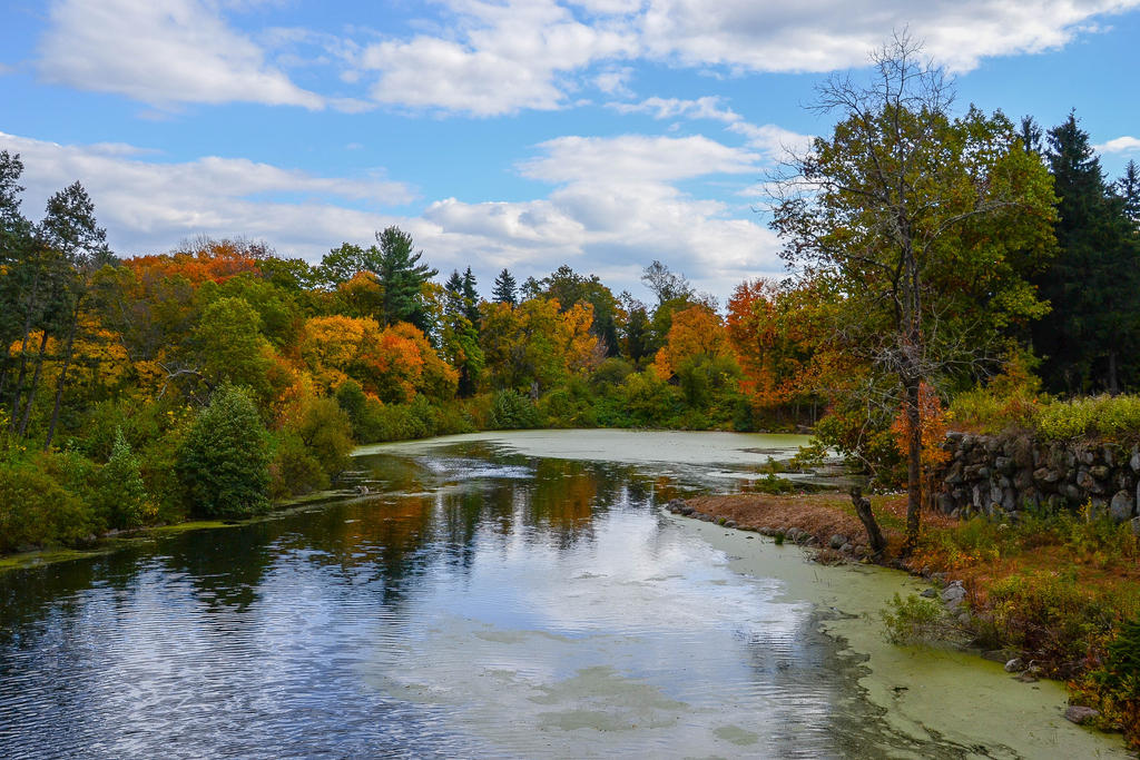 Autumn Foliage