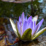 Water Lily 3