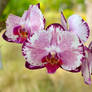 Orchid Fever