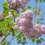 Lilacs 1