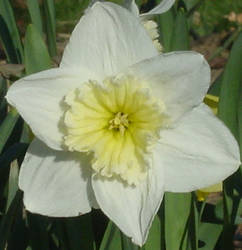 An Early Bloomer