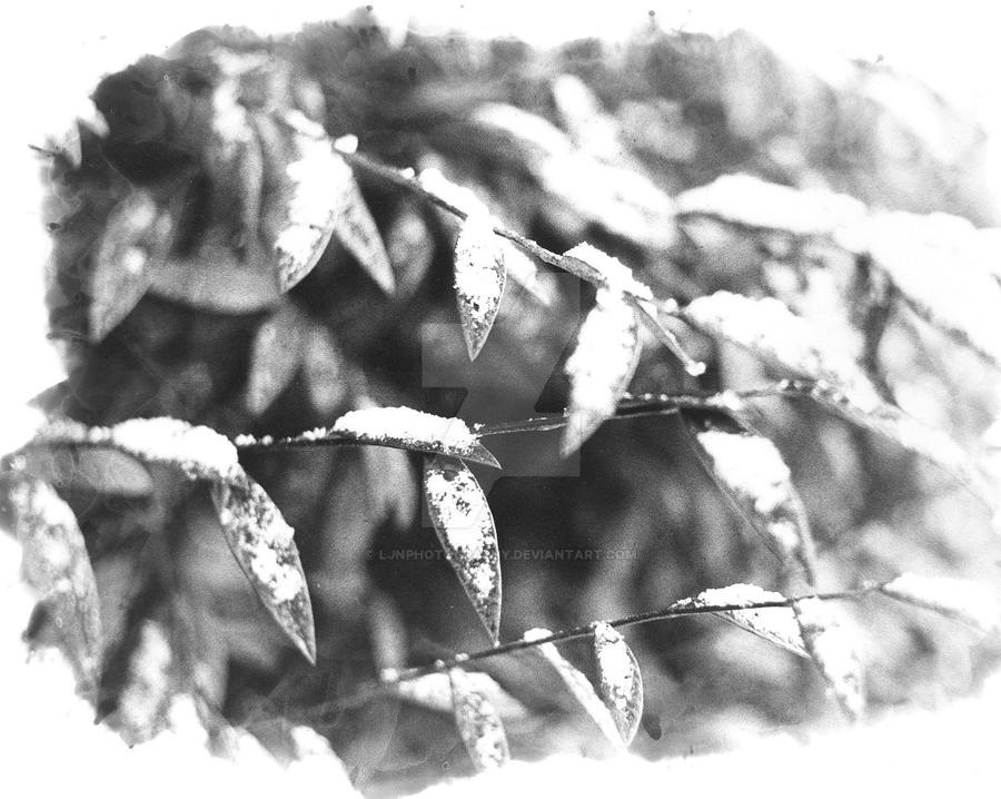 Snow on leaves