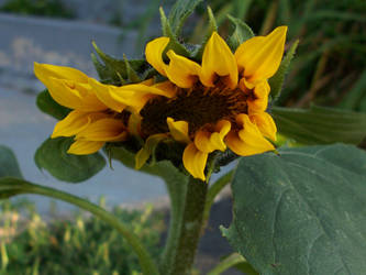 sunflower