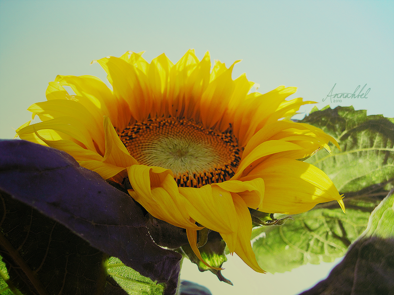 Stately sunflower