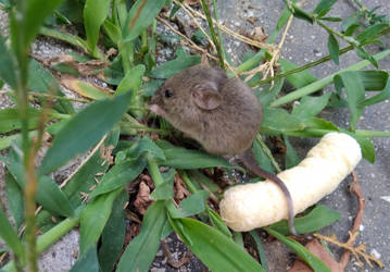 Harvest mouse stock 1