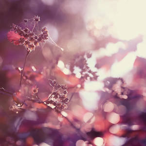 .Flickering. by cichutko .Flickering. by cichutko