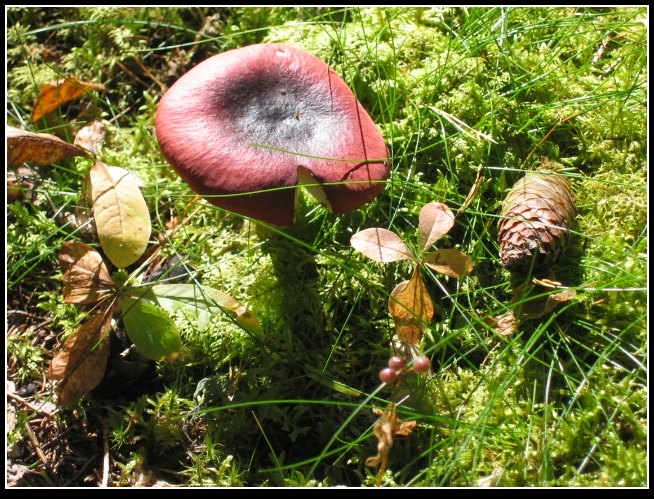 Mushroom adventures