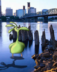 Bird on the Willamette