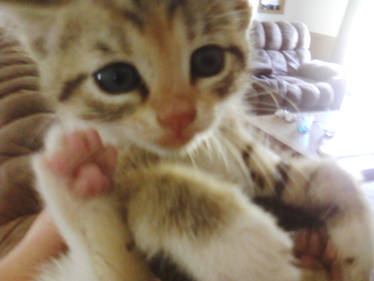 New Kitten Tabby :)